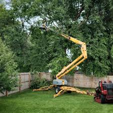 Best Tree Trimming and Pruning  in San Dimas, CA