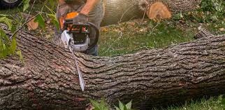 Best Sod Installation  in San Dimas, CA