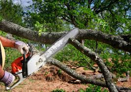 How Our Tree Care Process Works  in  San Dimas, CA