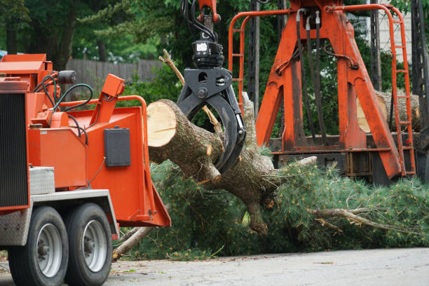 Best Utility Line Clearance  in San Dimas, CA