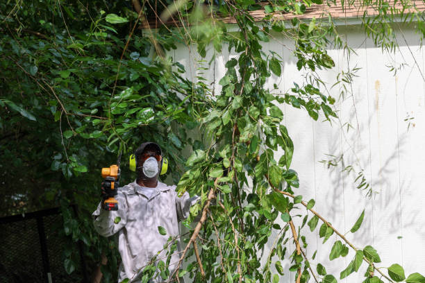  San Dimas, CA Tree Removal Pros