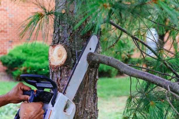 Best Tree Health Inspection  in San Dimas, CA